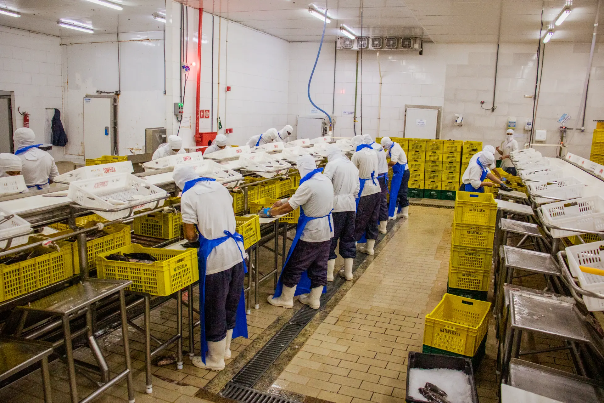 Linha de processamento de pescado com trabalhadores em uniformes e caixas amarelas da NatuPeixe